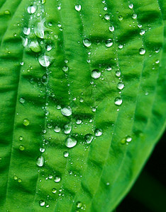 绿色植物叶子上的小清澈水滴雨自然花园图片