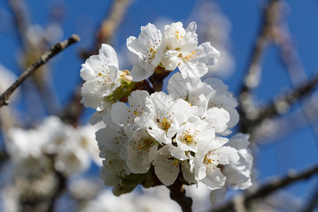 果园里樱桃树的白花图片