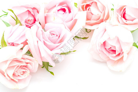 花瓣爱情人节美丽的粉红玫瑰花白背景的孤立图片