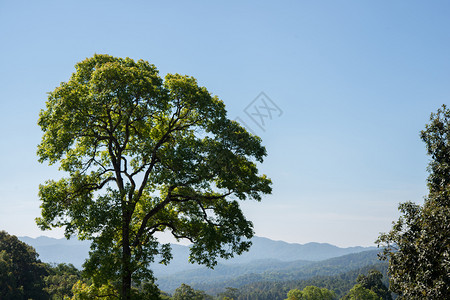 山间的树木和蓝天图片