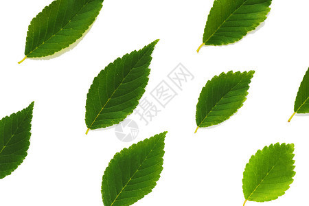 生态白色背景上不同大小的绿色树叶模式B衬套植物图片