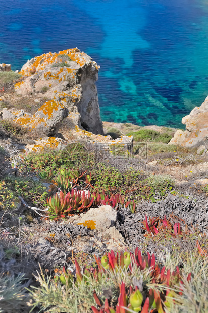 清除悬崖上浮在蓝海和清澈面上的稀释植物水自然图片