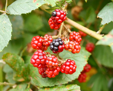 野生黑莓和浆果图片
