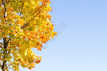 蓝天下的金黄色树木图片