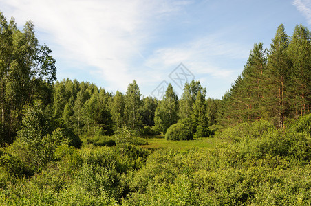 森林景观小角绿草阳光明媚的夏日旅游清算农村图片