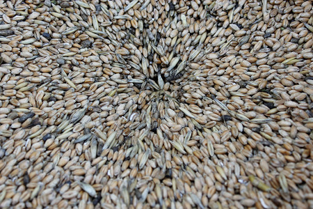 以小麦种子制成的谷物和种子玉米成熟有机的图片
