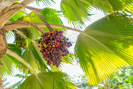 贝拉丘水果绿凤凰仙人掌又称椰棕榈有可食用甜果背景图片