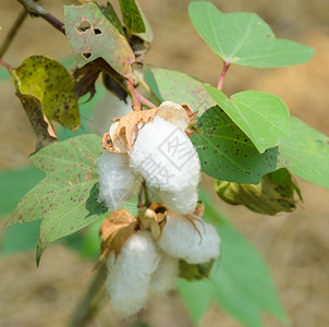 纺织品植物八卦树棉铃胶囊图片