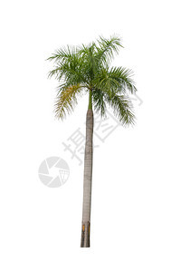 植物学夏天晴白色背景上的棕榈树图片