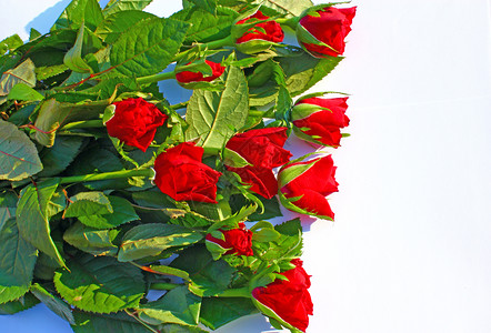 象征叶子浪漫的红玫瑰花在束中的朵图片