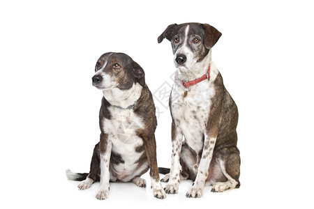 两只棕色和白种混合狗在色背景面前纯种笨蛋工作室图片