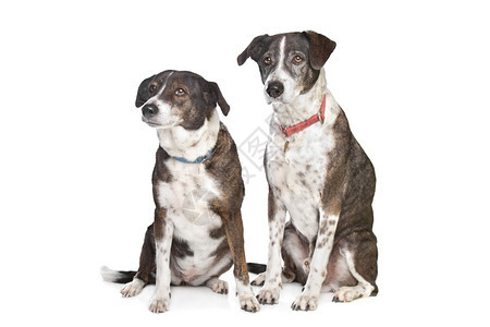 两只棕色和白种混合狗在色背景面前国内的纯种宠物图片