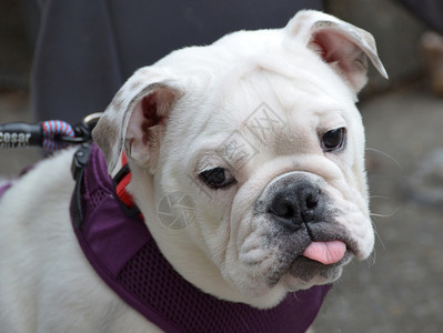 斗牛犬伸出舌头摄影小狗图片