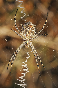 等待蜘蛛刺在网上就像草地一样的软骨下腹部陷阱七月图片