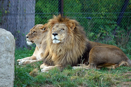 动物园树荫下的雄狮图片