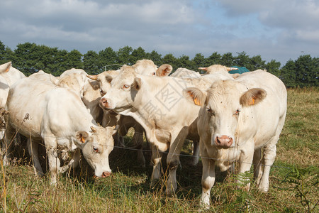 农业在布列塔尼一个农场的田里白血色奶牛夏天自然图片
