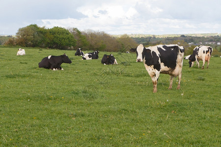 场地农业说谎布列塔尼农场田里的霍斯坦牛群图片