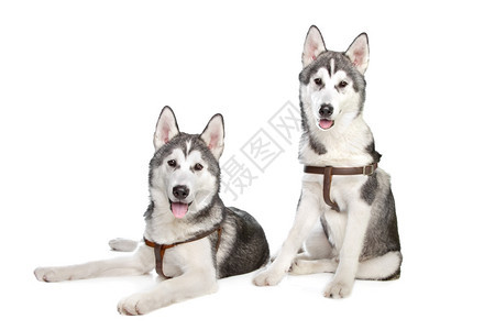 朋友们宠物白色背景面前的两只西比亚哈斯基小狗犬类图片