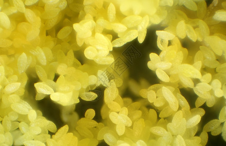 生物学植显微镜下玉簪花的药布雷辛厄姆蓝有机的图片