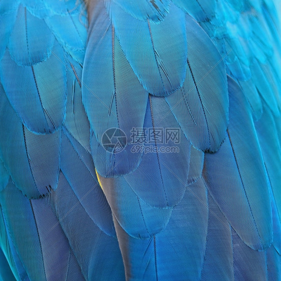 蓝鸟羽和金麦考毛纹理背景异国情调荒野鹦鹉图片
