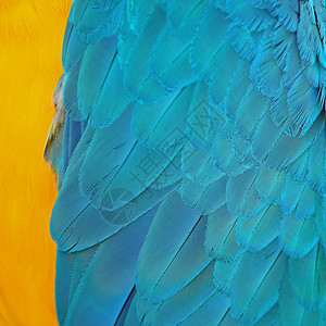 蓝鸟羽和金麦考毛纹理背景异国情调金子翅膀图片