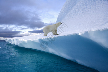 北极熊乌苏斯海利特穆在格陵兰东部西北码头的冰山上捕食者肉艾伦图片