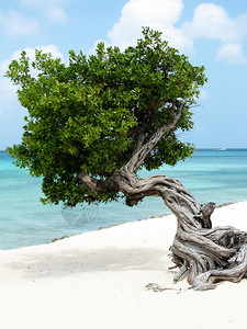 沙滩上的一棵树高清图片