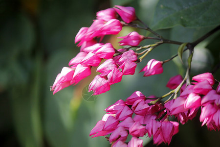 植物美丽的粉红花珊瑚藤或墨西哥爬行者安提戈农粉色的图片