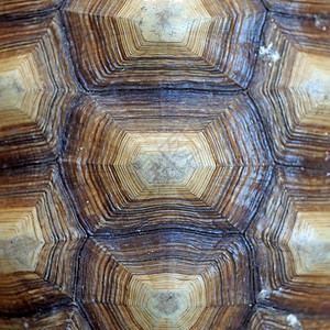 非洲刺激的乌龟或地心硫卡塔壳作为背景土卫层爬虫热带图片