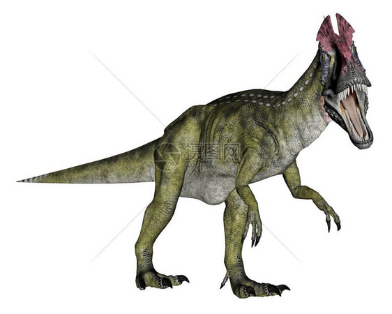 肉食在白色背景下行走的恐龙3D转化背景冷脊龙图片