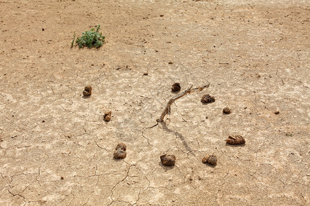 红莲蒙古戈壁沙漠动物粪便日用品晷时间图片