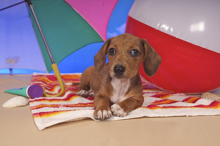 伞下狗狗沙滩上撑着伞的狗狗背景