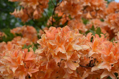 植物在英格兰盛开的花朵中鲜艳美丽的橙橘树丛满华丽图片