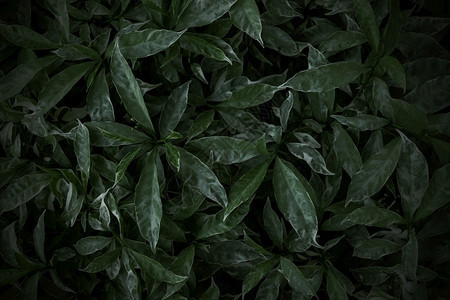 绿色树叶质料背景天然壁纸环境新鲜的黑暗图片