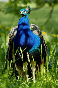 羽毛王冠蓝色的站在长青绿草地上美丽的蓝豆鸡在草地上绿色背景