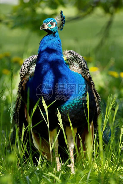 王冠蓝色的站在长青绿草地上美丽的蓝豆鸡在草地上绿色图片