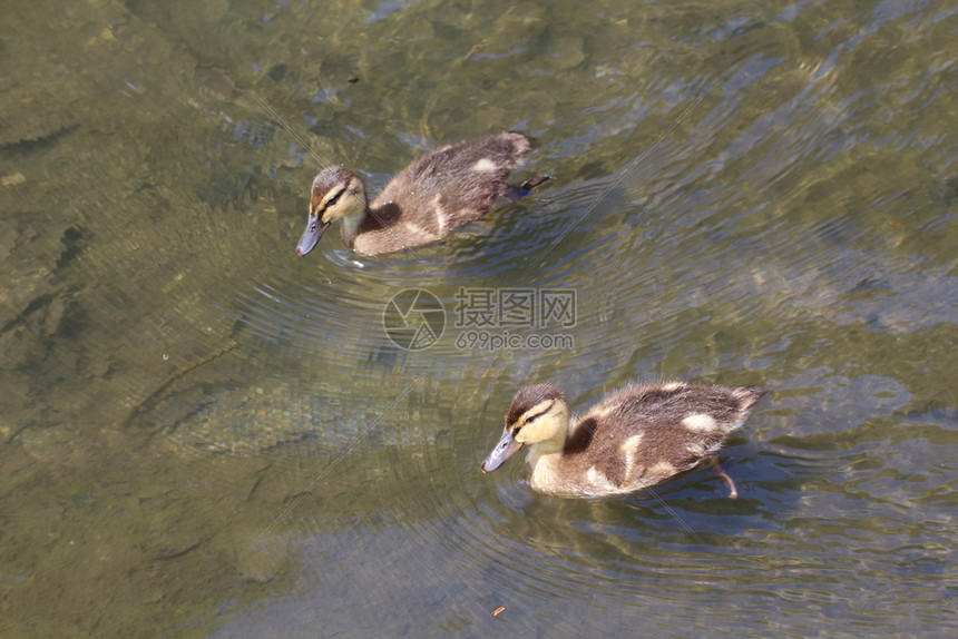 黄色的在河水中游泳两只野鸭子凫自然图片