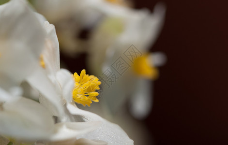 花园黑背景的白草朵花紧贴着白色鲜花黑背景的绿花园艺单身图片