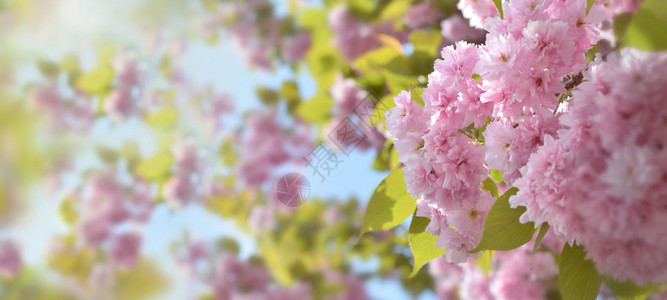 花园美丽紧贴在阳光下美艳的粉红色花朵上全景图片
