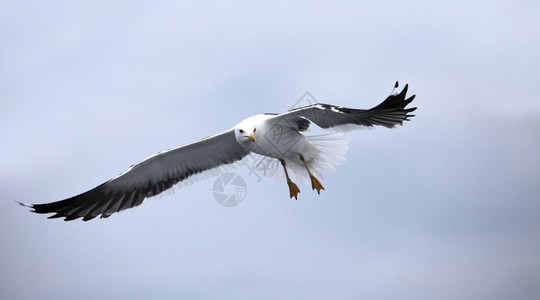 传播悬停自然海鸥有伸展的翅膀图片