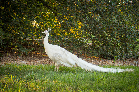 草地上的白孔雀肖像自然喙图片