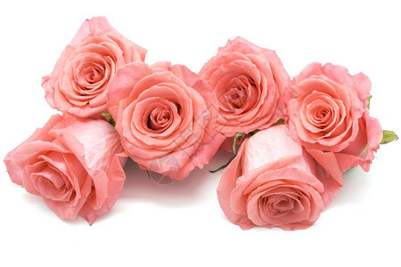 美丽的粉色玫瑰被白背景隔离浪漫情人节爱图片