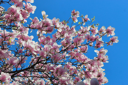 植物玉兰公园粉红色的木兰花对着蓝天图片