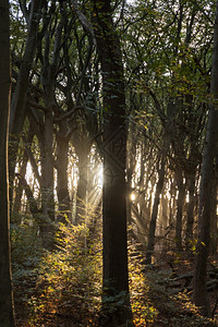 小路自然日落时林中阳光照耀植被图片