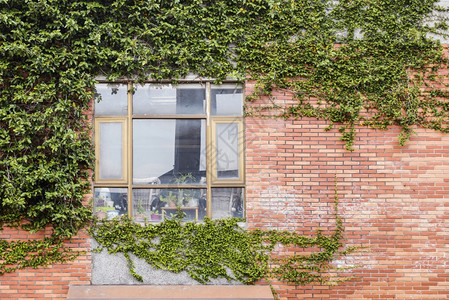 盖有绿工厂覆的窗户和砖墙建筑屋杂草丛生植物图片