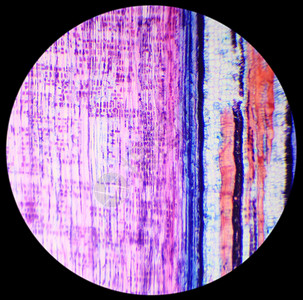在下面植物学BasswoodStemLS显微镜下干木柴厂纵向部位植物图片