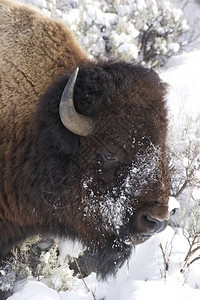 兽美国人黄石公园比森AmericanBison深雪中的美国比森肖像野生动物图片