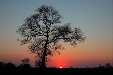 风景下午未受破坏的南非洲热带草原树日落含光影的非洲草原树图片