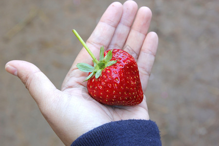 手心里的草莓背景图片