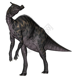 动物在白色背景中孤立的索罗洛伏弗斯恐龙3D化为索罗洛波普斯恐龙站立蜥蜴图片